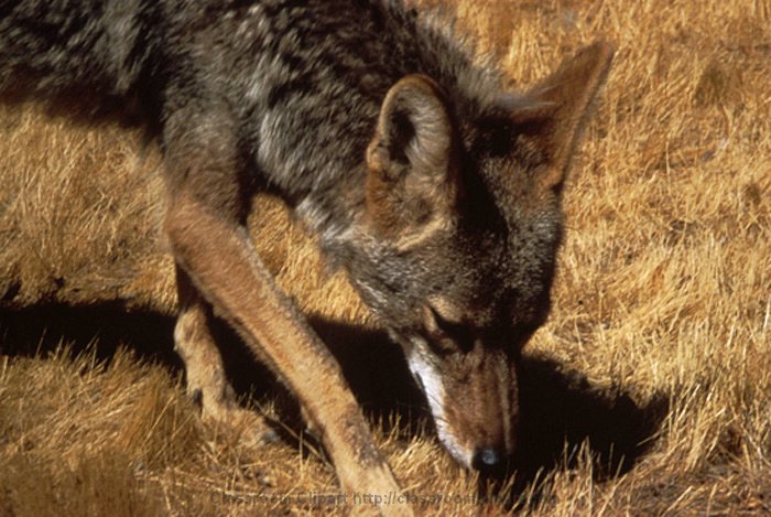 Coyote.jpg
