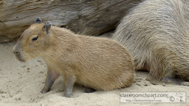 baby-capybara-animal-picture-141.jpg