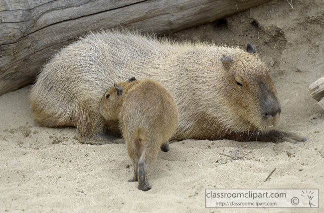 baby-capybara-animal-picture-walking-to-mother.jpg
