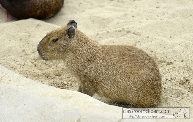capybara-animal-picture-1396A.jpg
