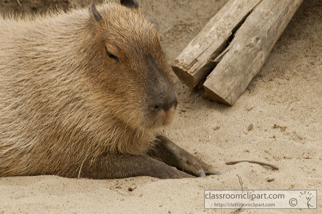 capybara-animal-picture-2587.jpg
