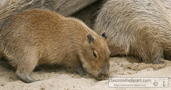 capybara-animal-picture-baby-2585A.jpg