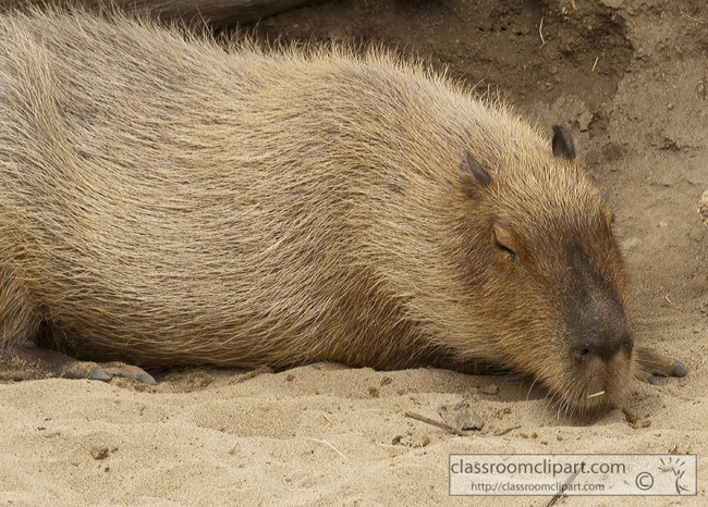 capybara-animal-picture-sleeping-561.jpg
