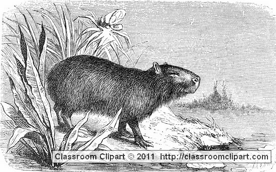 capybara_467.jpg