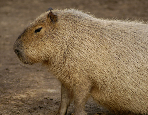capybara_animal_picture_3027w.jpg