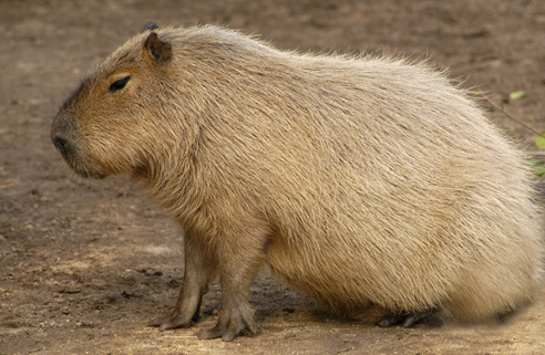 capybara_animal_picture_3028w.jpg