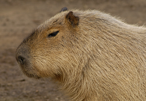 capybara_animal_picture_3034w.jpg