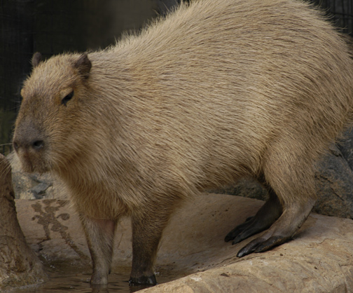 capybara_animal_picture_3037w.jpg
