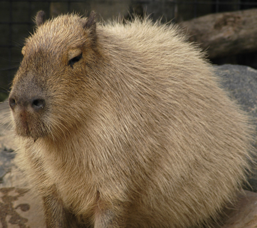 capybara_animal_picture_3038w.jpg