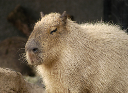 capybara_animal_picture_3041w.jpg