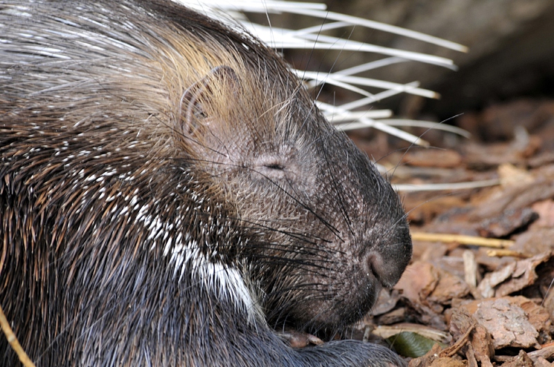 porcupine-picture-115A.jpg