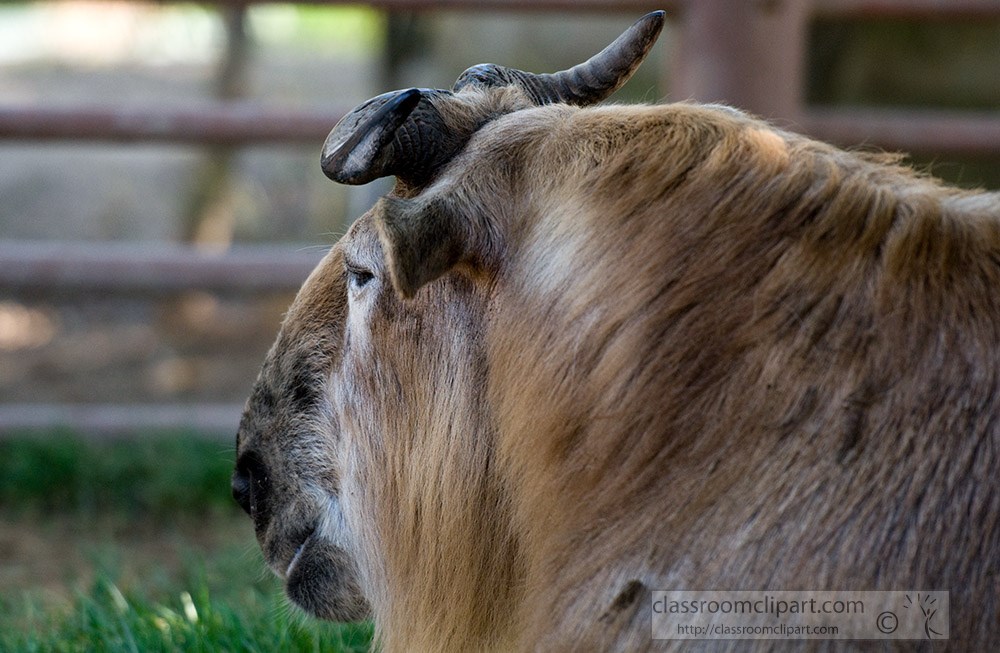 prominent-horns-that-emerge-top-of-head.jpg
