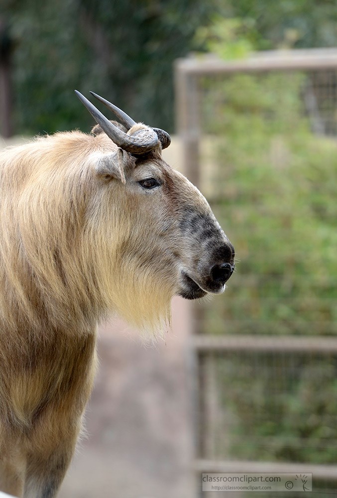 takin-side-view-shows-arched-nose.jpg
