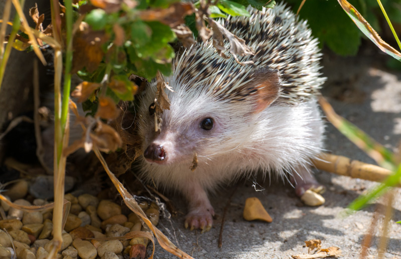 hedgehog-hiding-under-plants-picture-4807.jpg