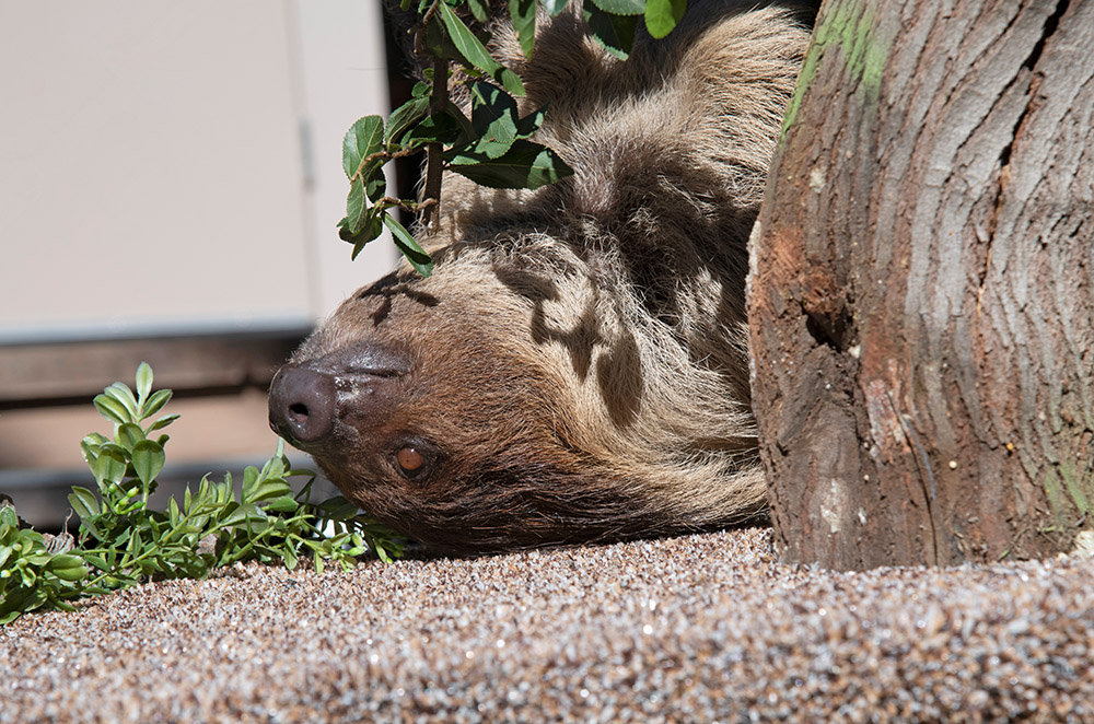 sloth-animal-side-view.jpg