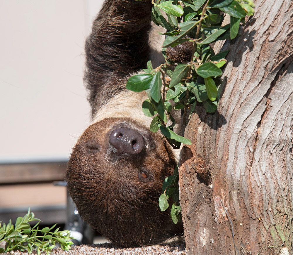 sloth-upside-down-resting-on-tree-trunk.jpg