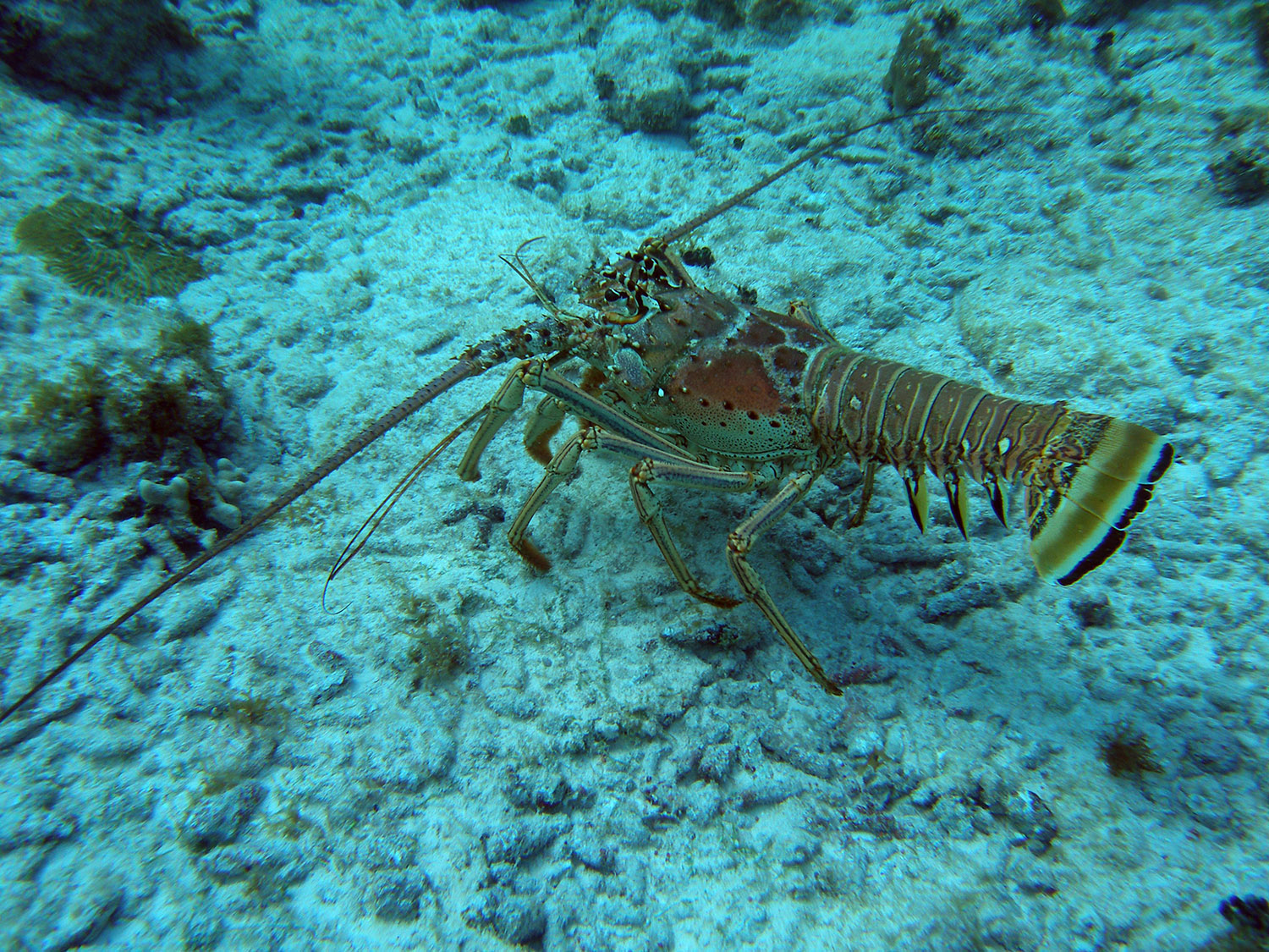 2-spiny-lobster.jpg