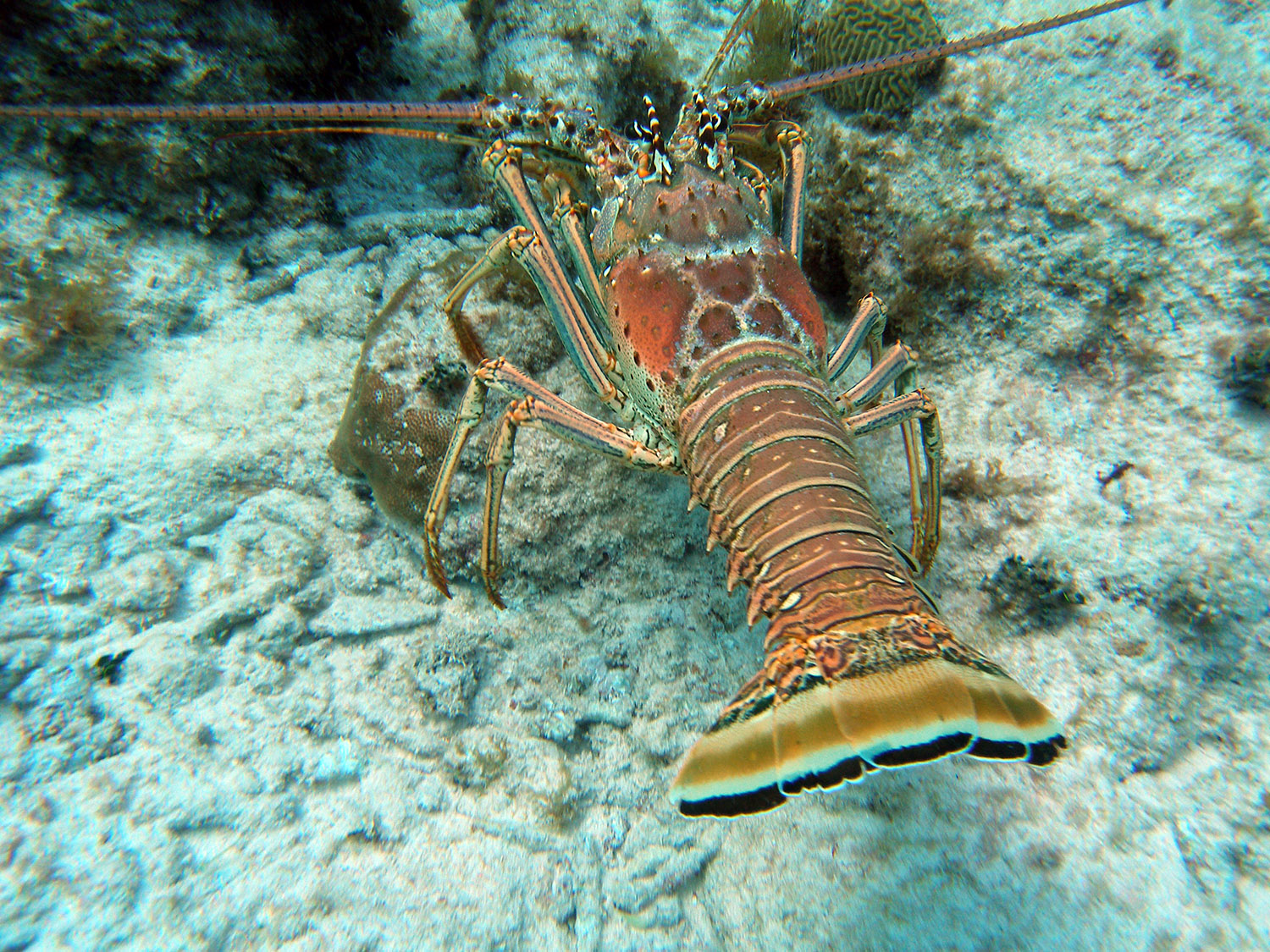3-spiny-lobster.jpg