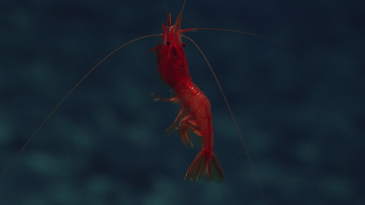 a-deepwater-shrimp-swims.jpg