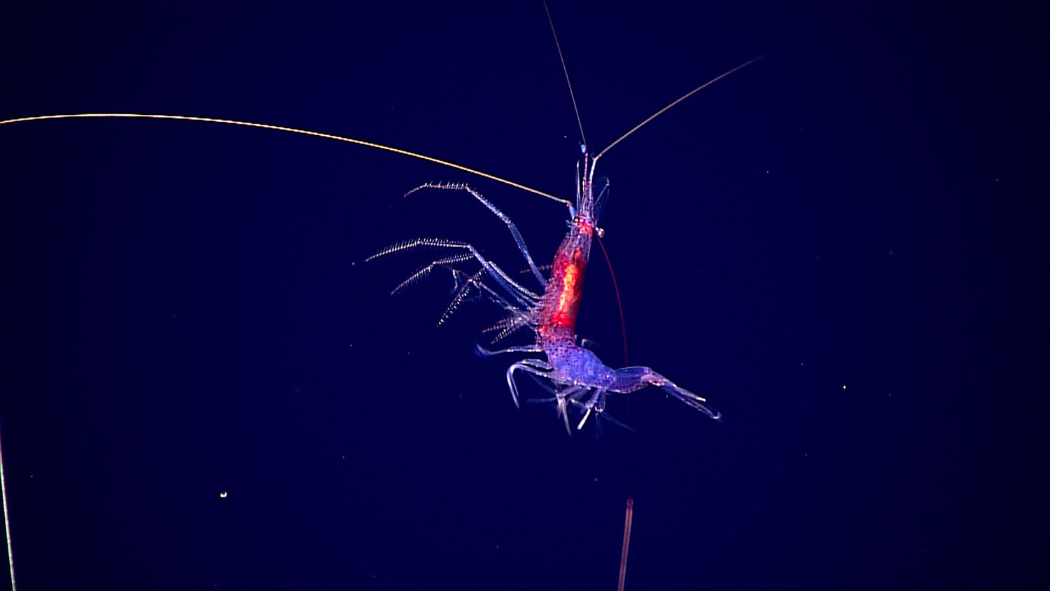 beautiful-blue-and-red-shrimp.jpg