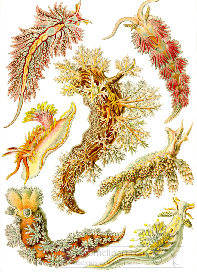 color-illustration-of-various-species-of-nudibranchs-mollusk.jpg