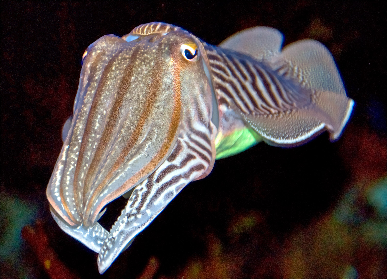 cuttlefish-555.jpg