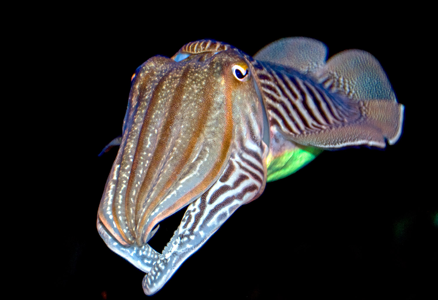 cuttlefish-556.jpg