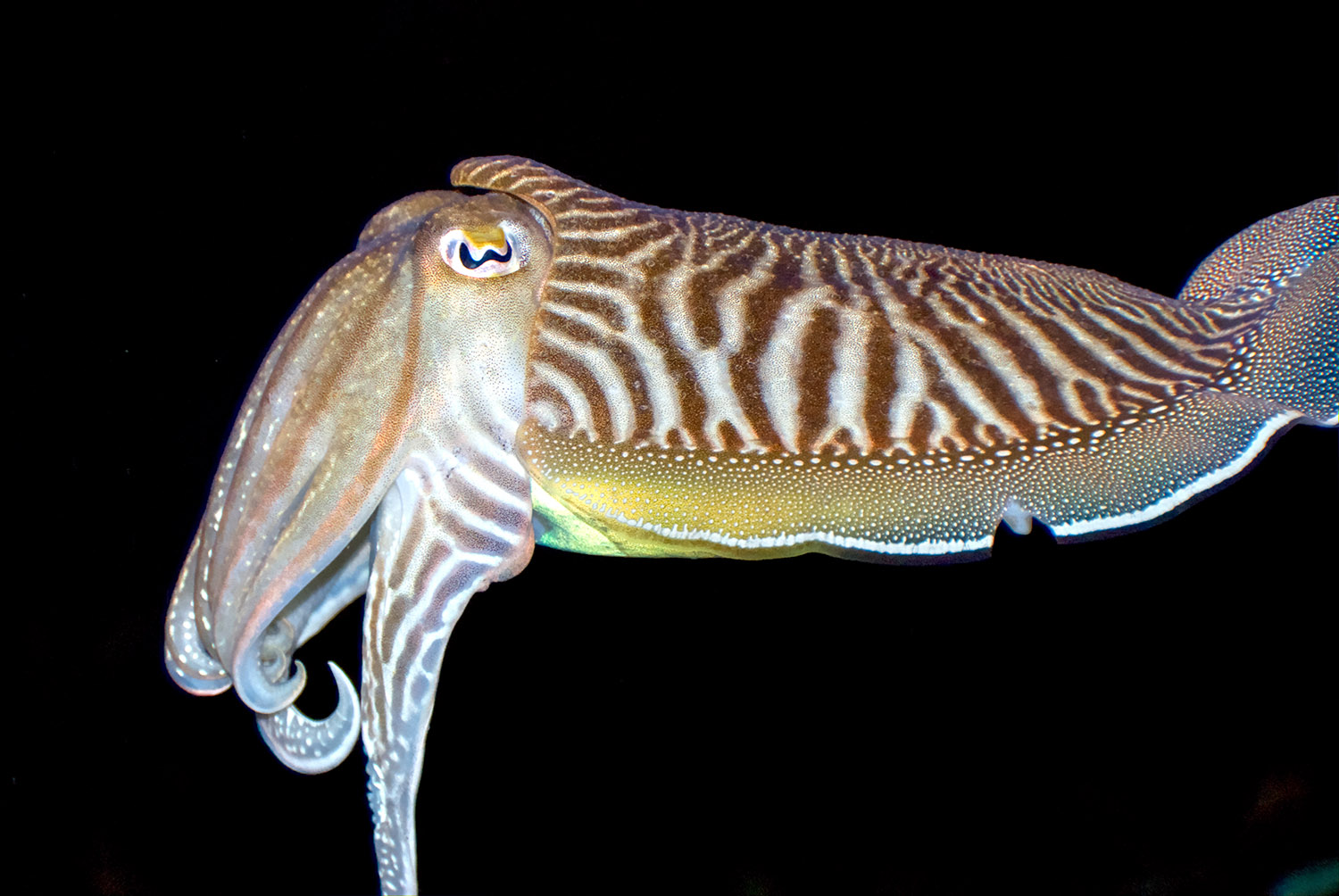 cuttlefish-558.jpg