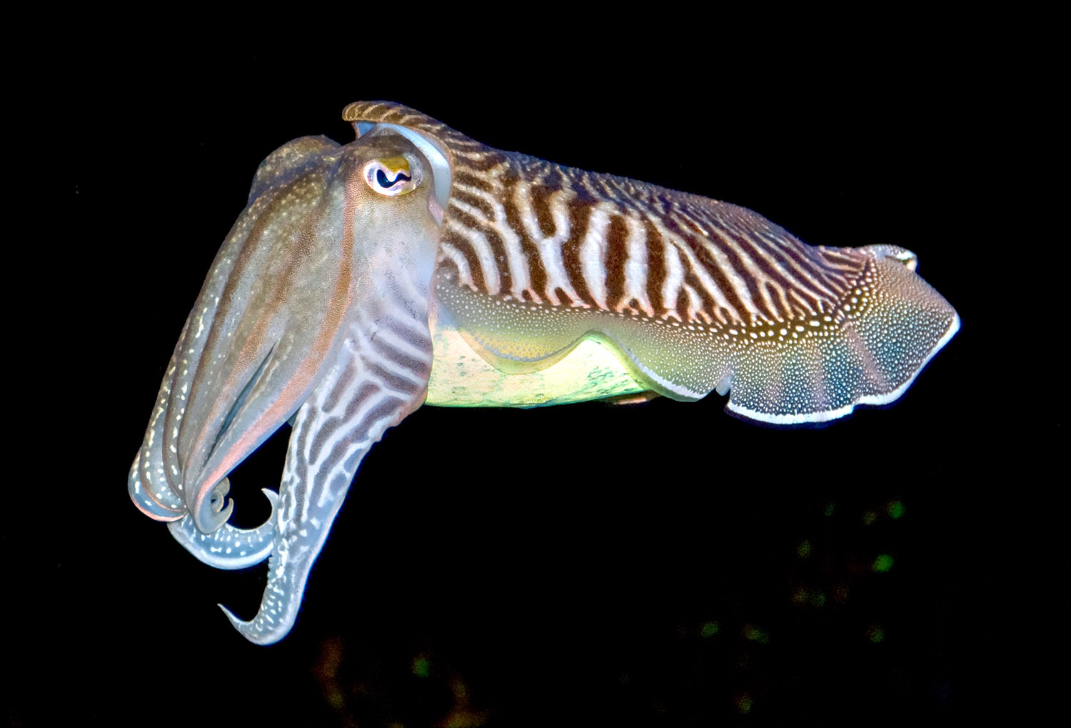 cuttlefish-561.jpg