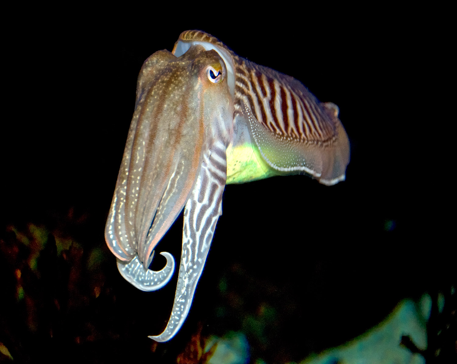 cuttlefish-563.jpg