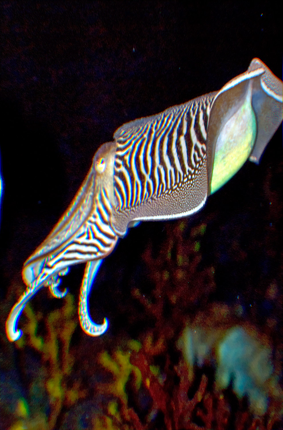 cuttlefish-568.jpg