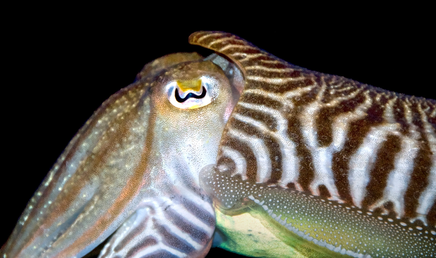 cuttlefish-closeup-562.jpg