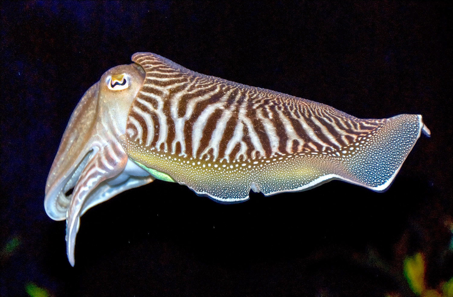 cuttlefish-side-view-560.jpg