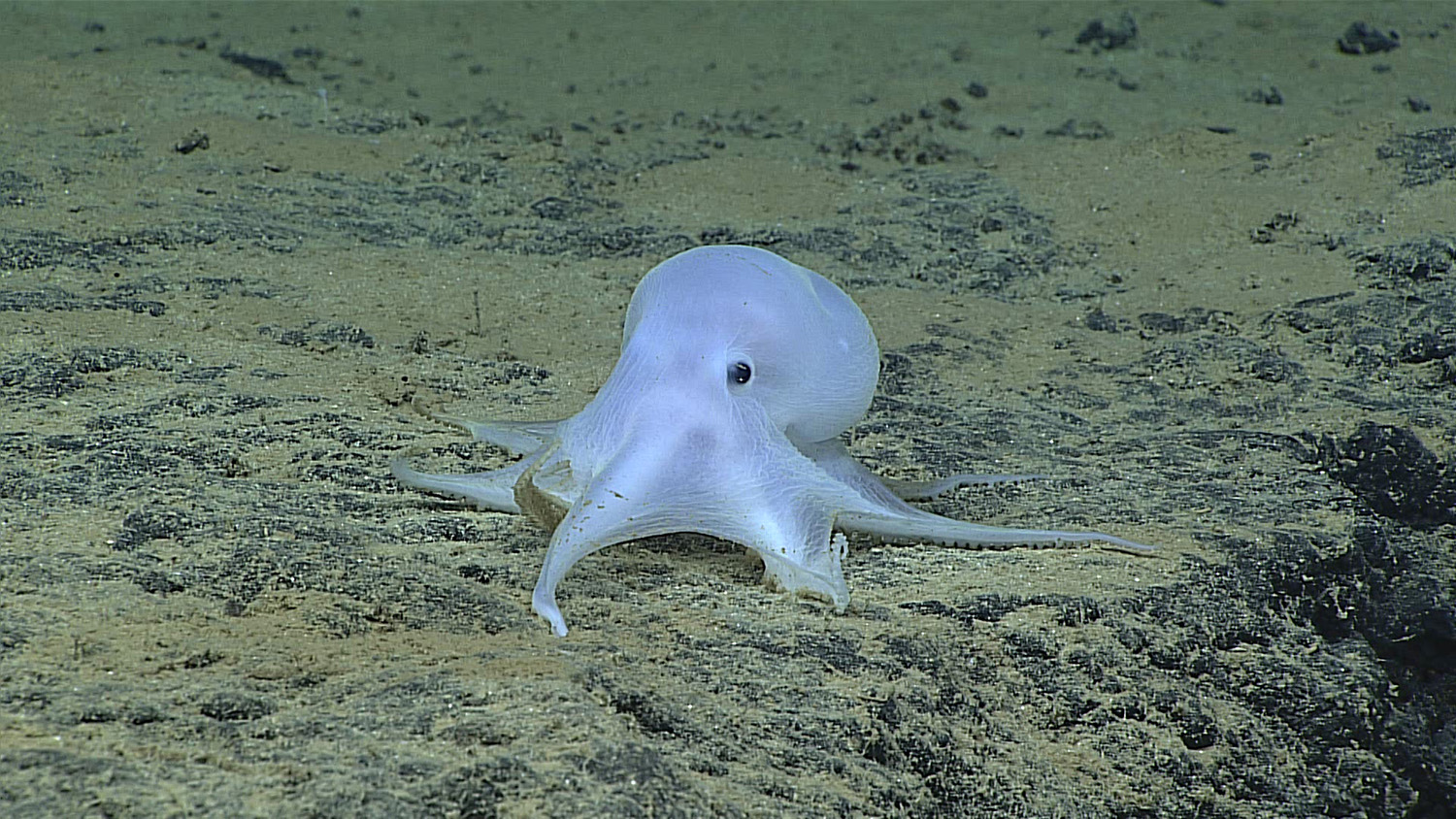 encountered-this-ghostlike-octopod.jpg