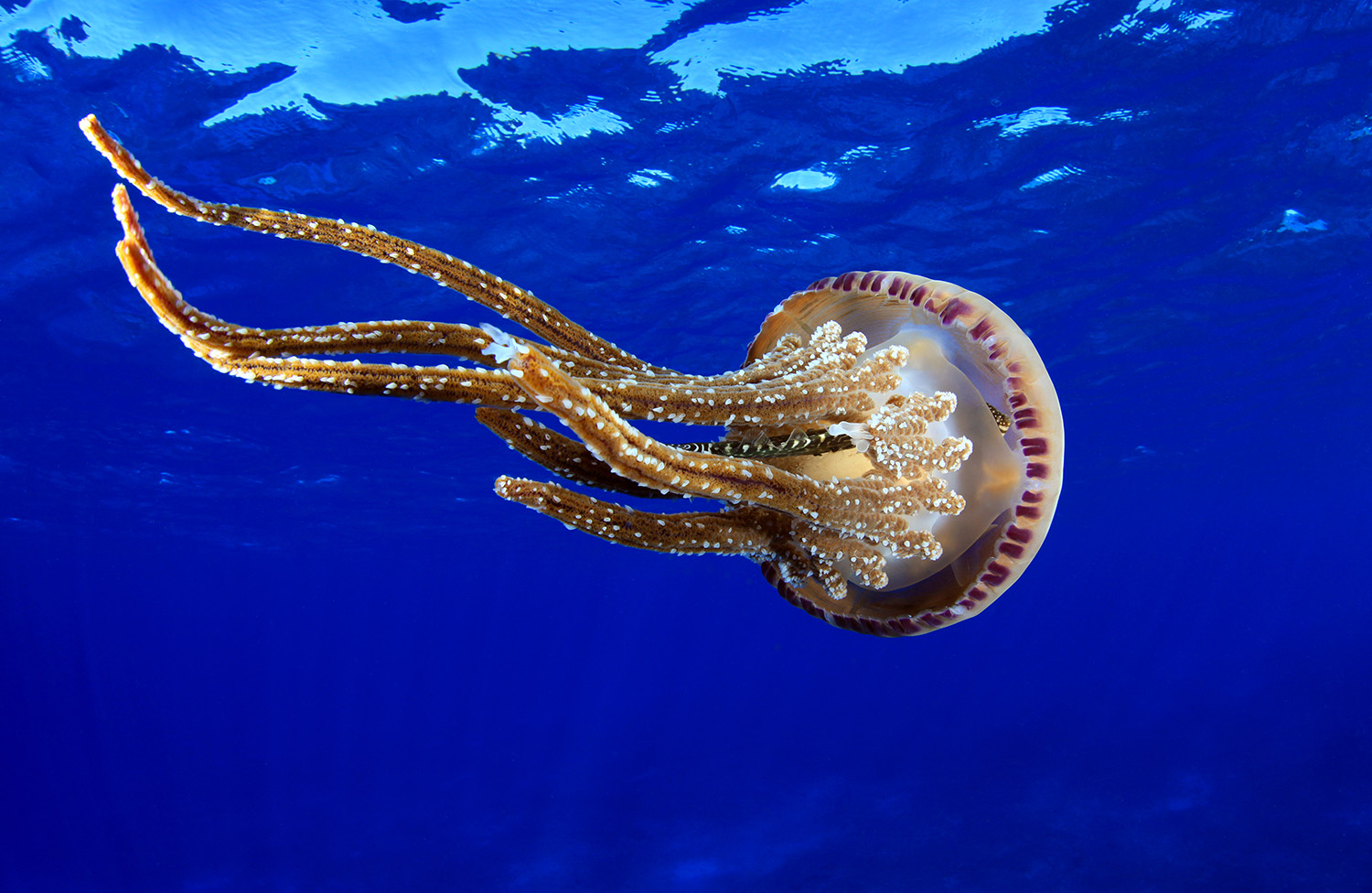 jellyfish-at-pearl-and-hermes-atoll-2.jpg