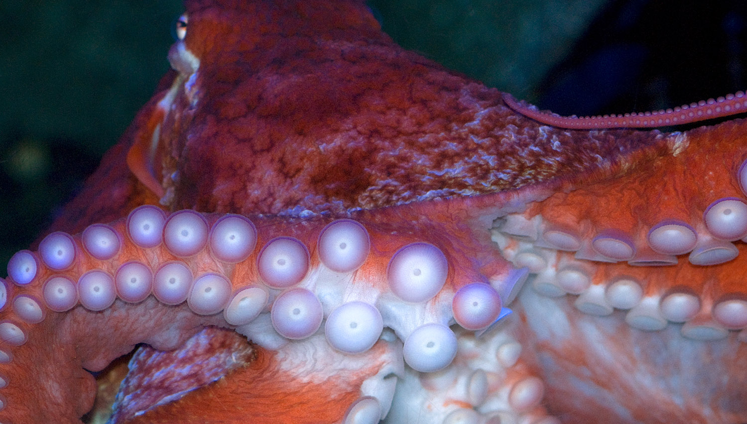 octopus-photo-image-016.jpg