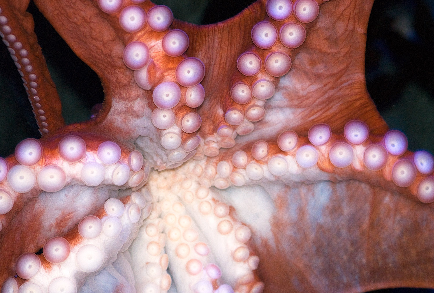octopus-photo-image-018.jpg