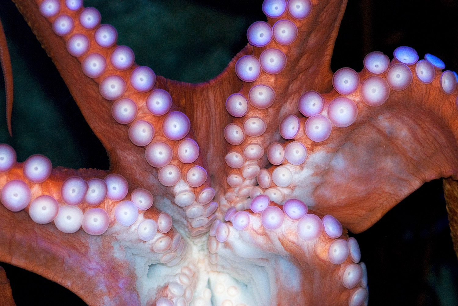 octopus-photo-image-019.jpg