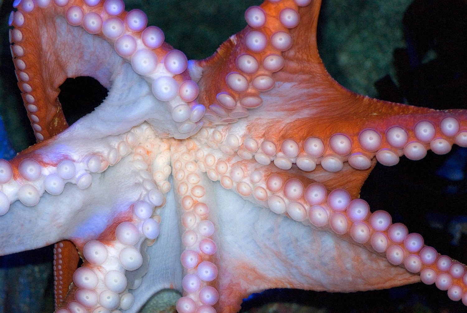 octopus-photo-image-020.jpg