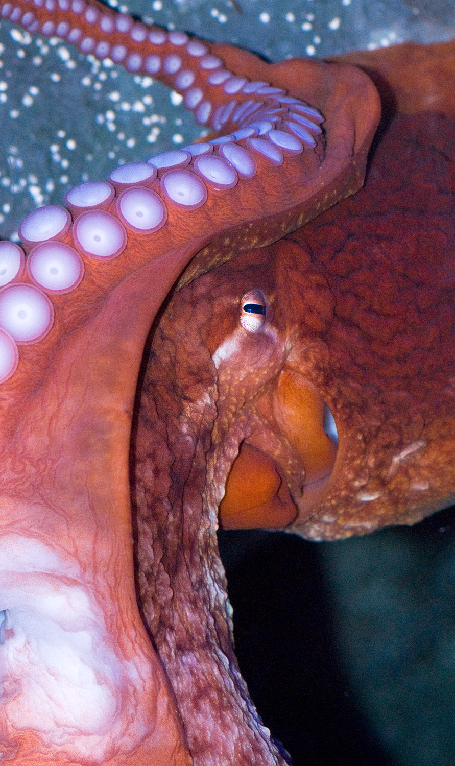 octopus-photo-image-021.jpg