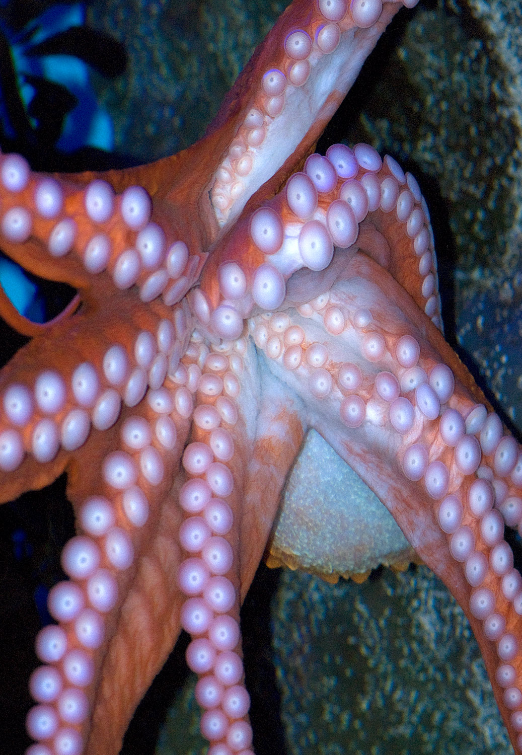 octopus-photo-image-022.jpg