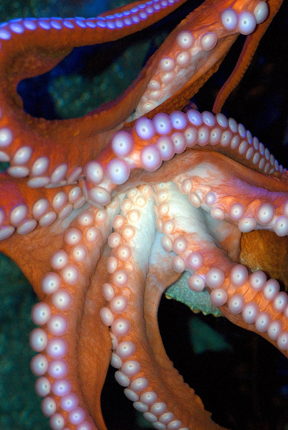 octopus-photo-image-024.jpg