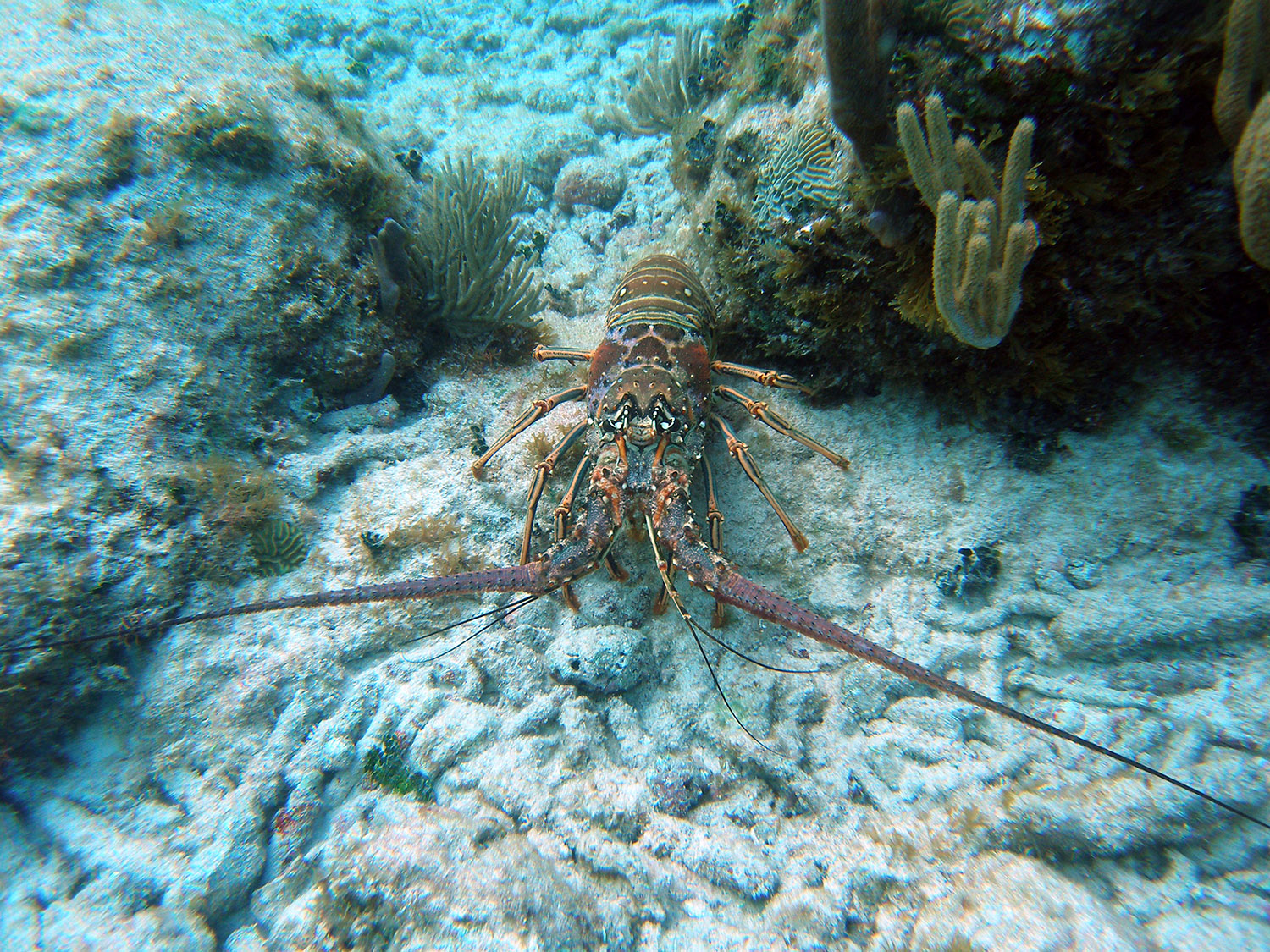 spiny-lobster-wty.jpg