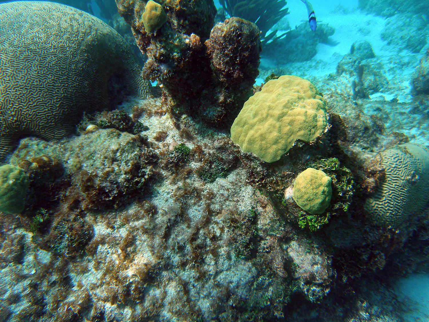 07-coral.jpg