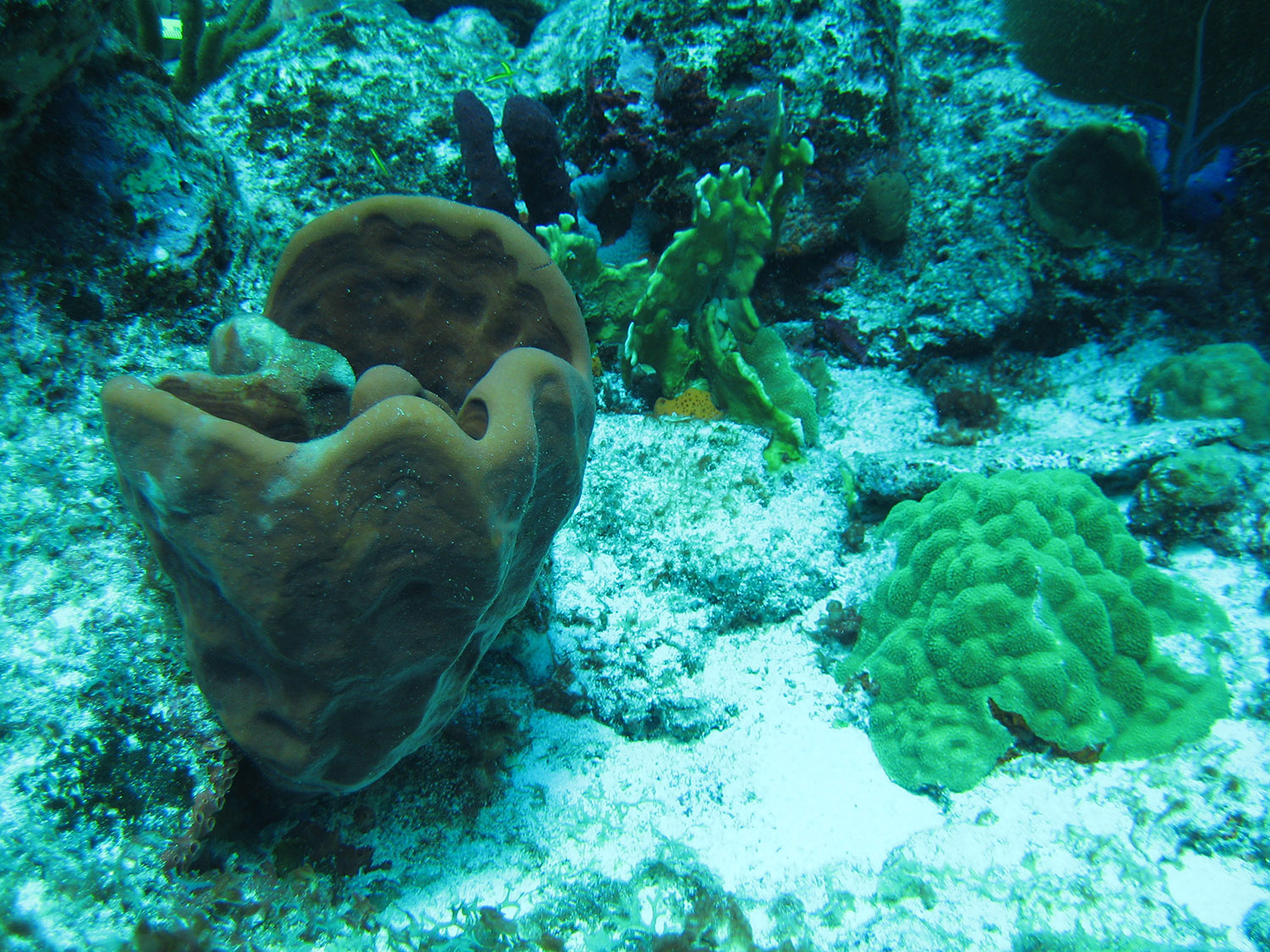 24-sponge-coral.jpg