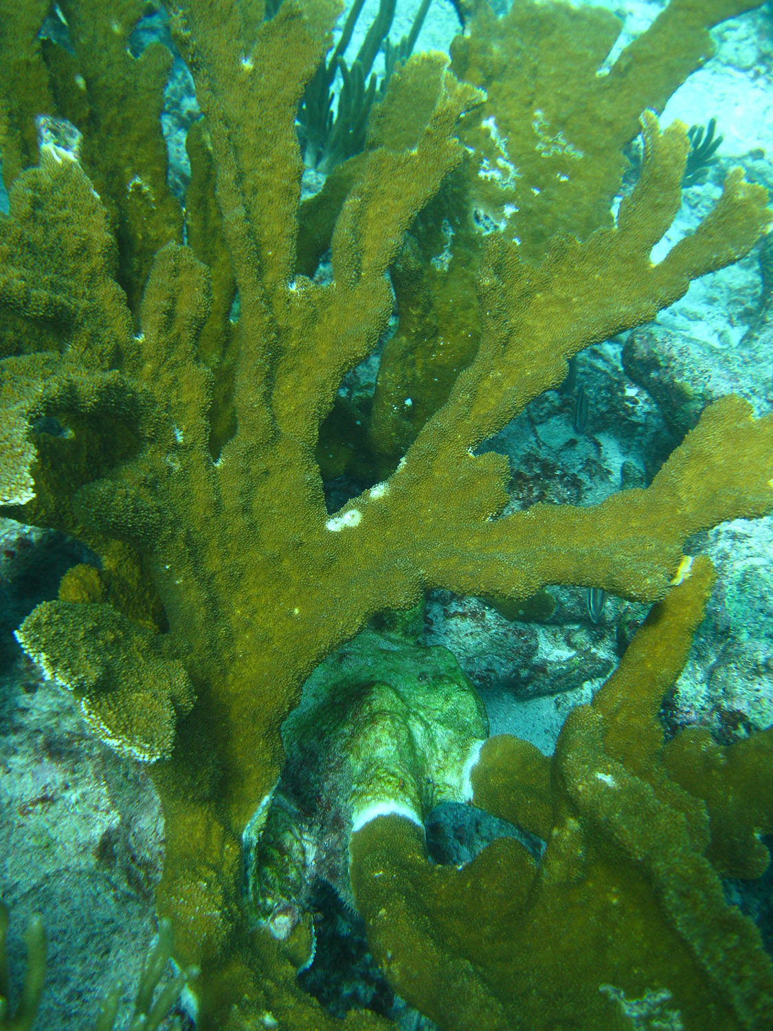 32-elkhorn-coral.jpg
