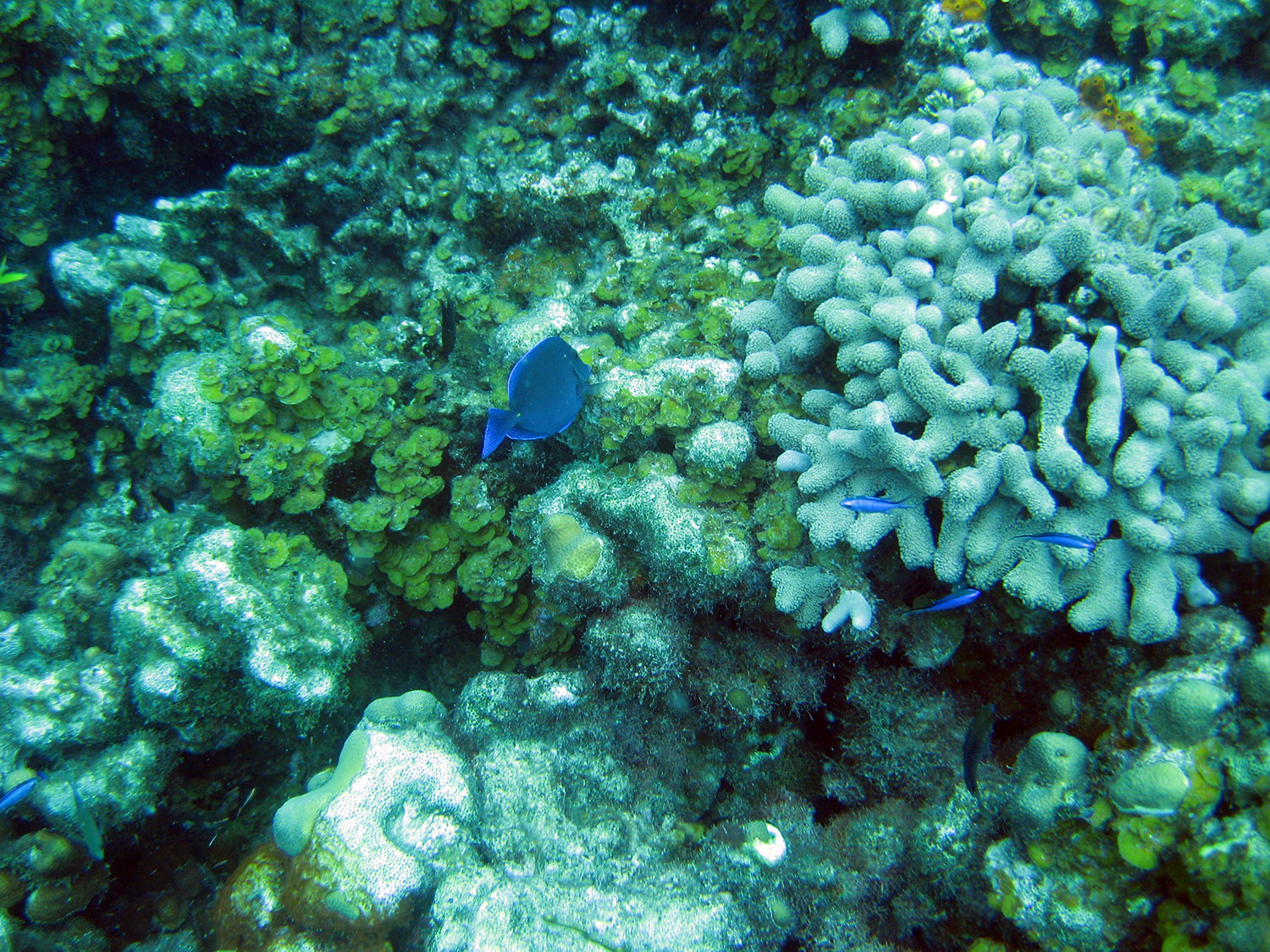 609-coral-alga.jpg