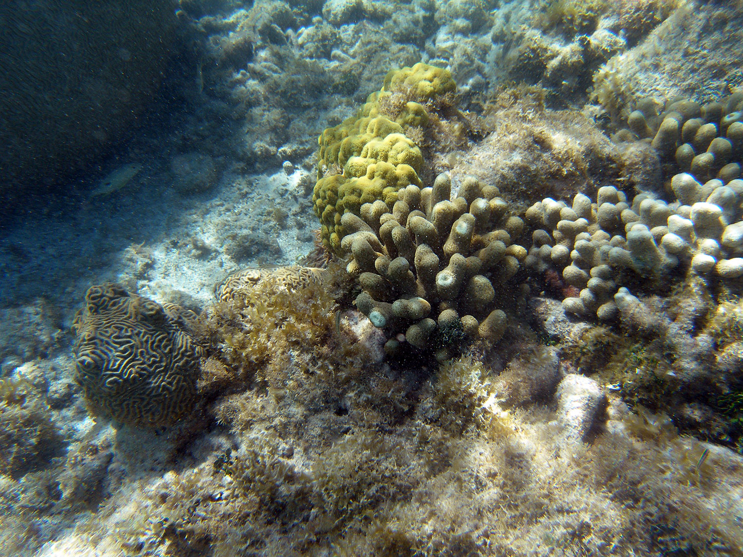 762-coral.jpg