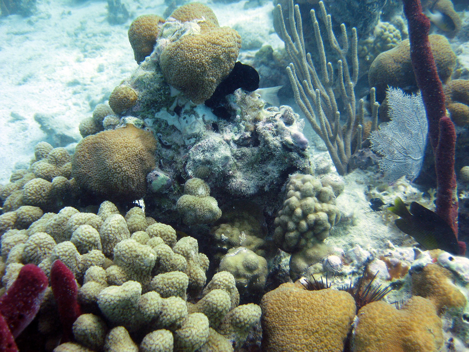 78-coral.jpg