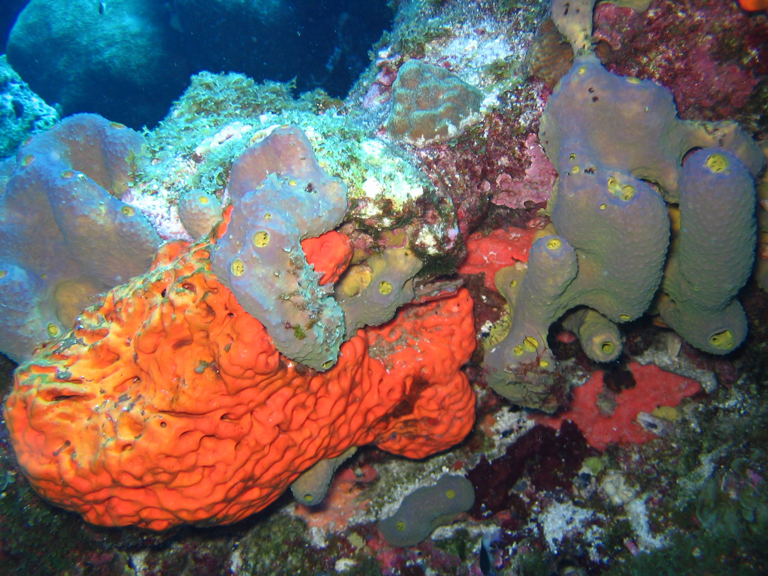 97-algae-coral.jpg